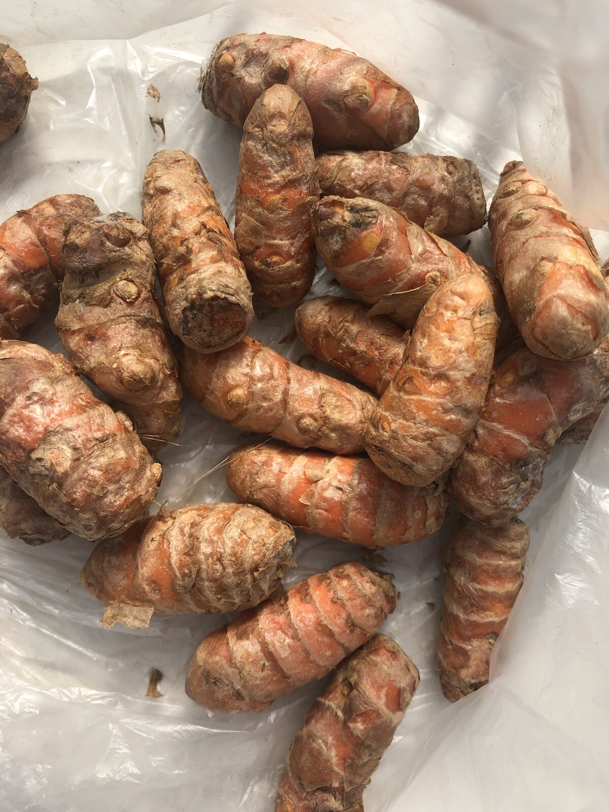 10 Fresh Turmeric Roots Curcuma Longa Ready To Plant