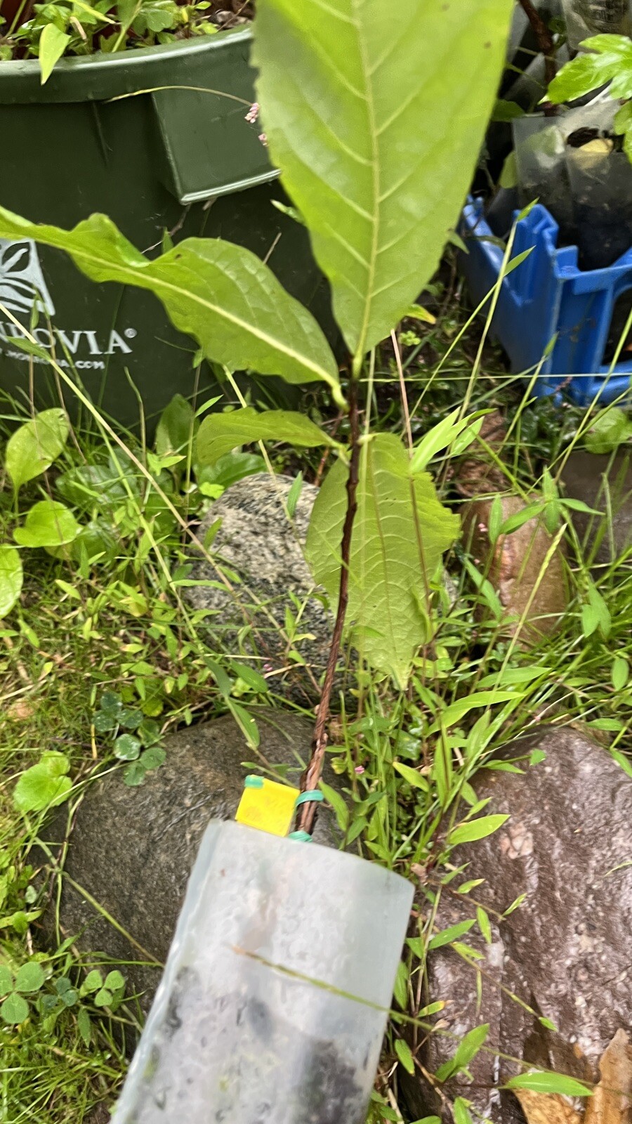 Asimina triloba ‘Sunflower’, grafted 3-6 inches tall plant (Poor Man’s Banana)