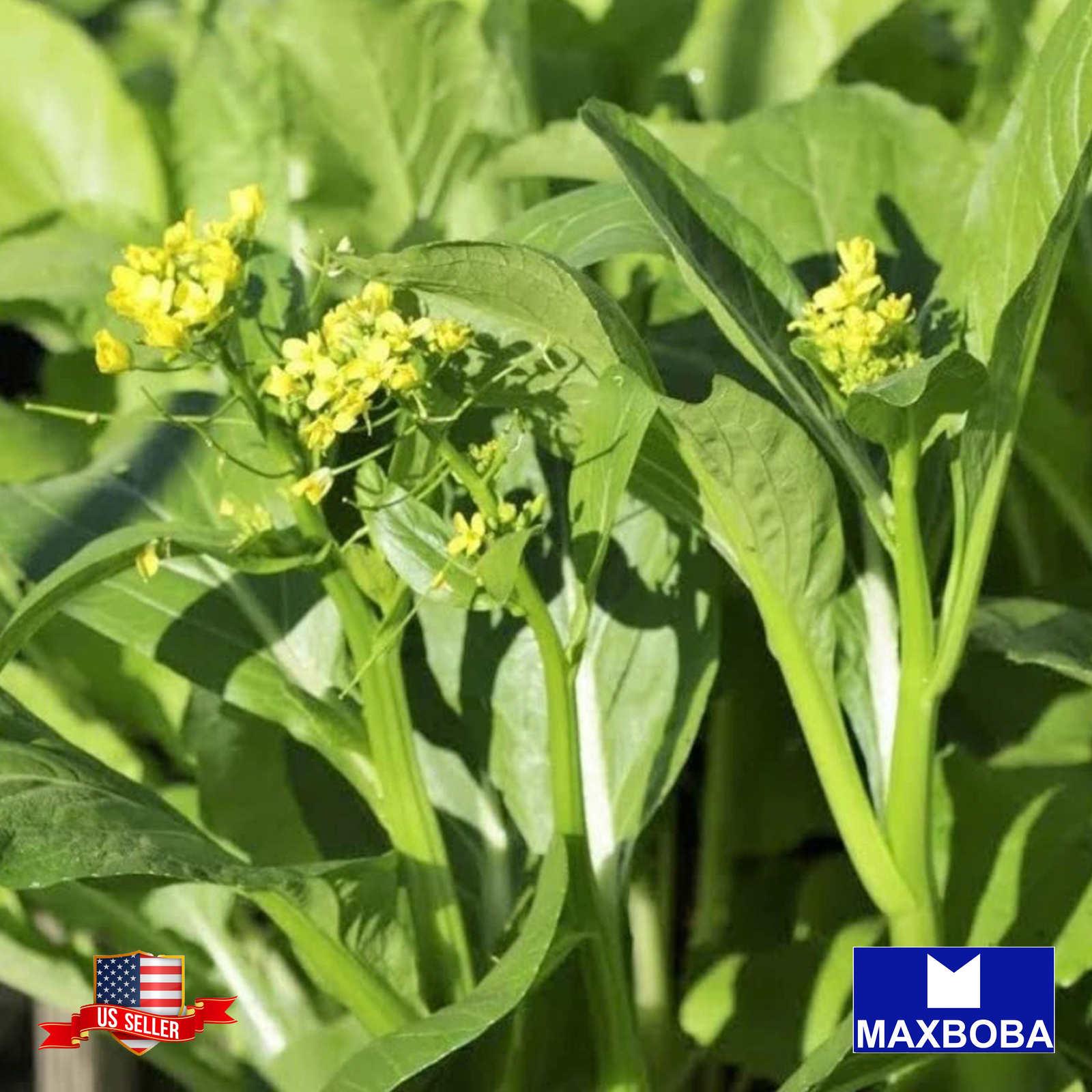 Yu Choy Sum Seeds – Late Green Non-GMO Heirloom Chinese Flowering Cabbage