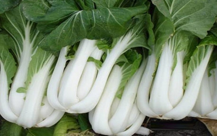 Cabbage Pak Choy Seed Heirloom – 1 Packet