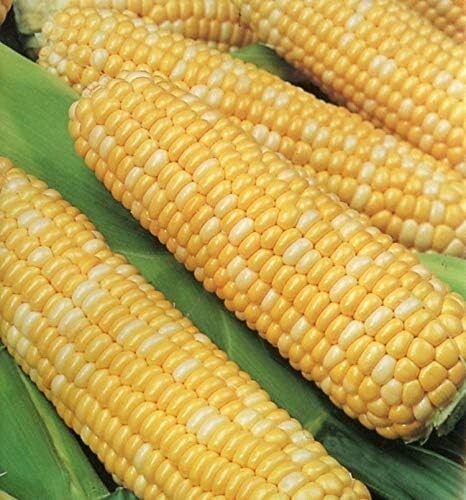 50+ Ambrosia Bicolor Sweet Corn – Non-GMO Heirloom