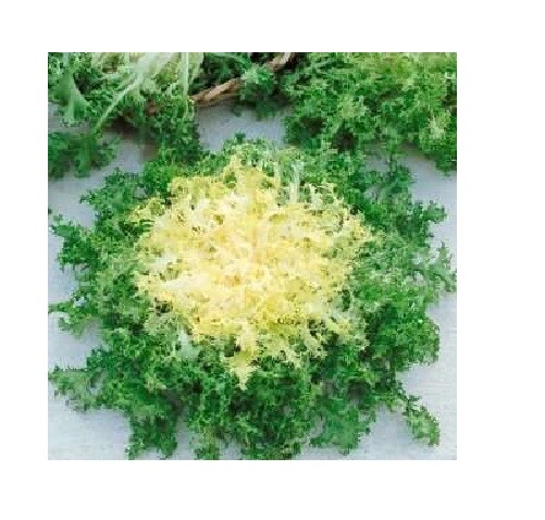 Green Curled Rufflec ENDIVE 200 – 8000 Seeds heirloom delicious tender leaves