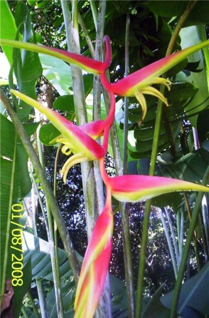 HELICONIA TEMPTRESS LIVE TROPICAL RHIZOME EXOTIC PLANT