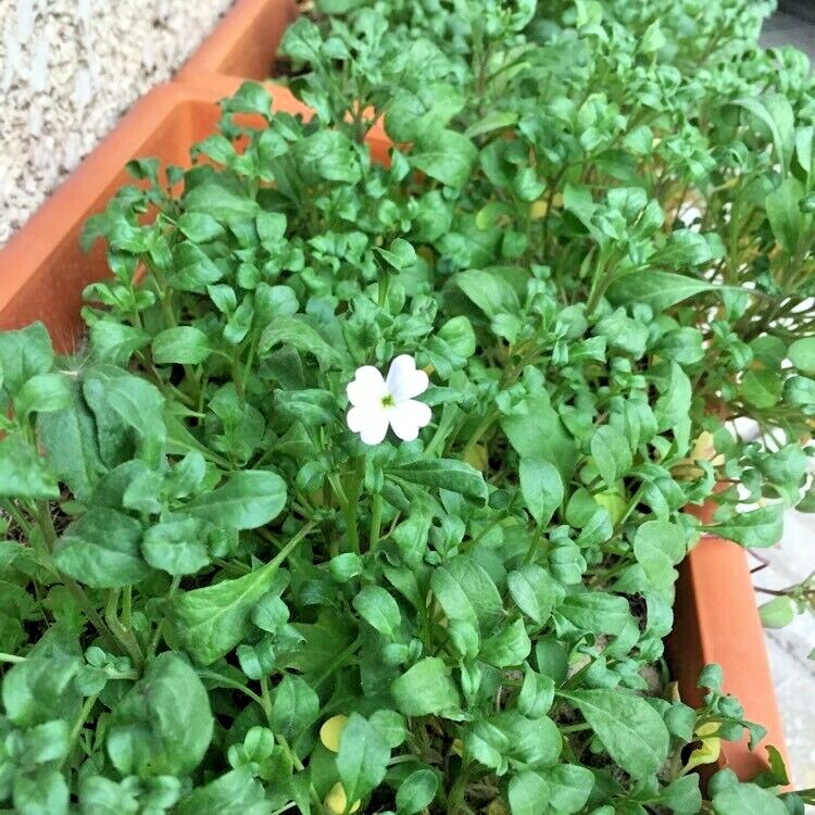 1000+VIRGINIA STOCK Flower Seeds Flowering Groundcover Borders Container Easy