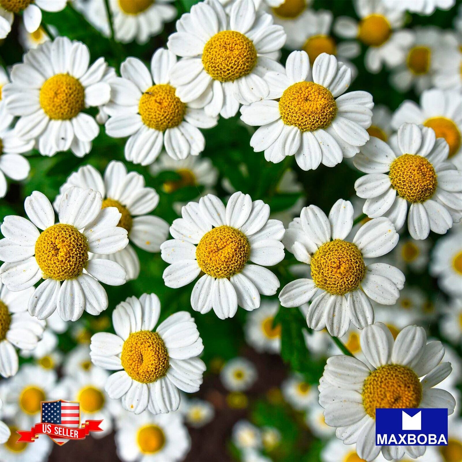 Premium Chamomile 25000 Herb Seeds German Matricaria chamomilla Non-GMO Heirloom