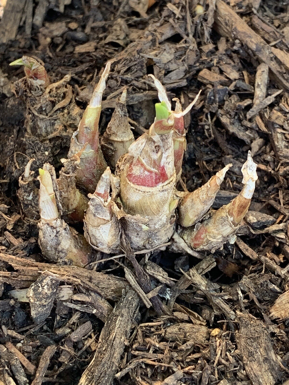 Tuberose Fragance 1 Clump,Bulbs 3+ Sz S/M Mixed, Rooted &Sprouted Ready To Plant