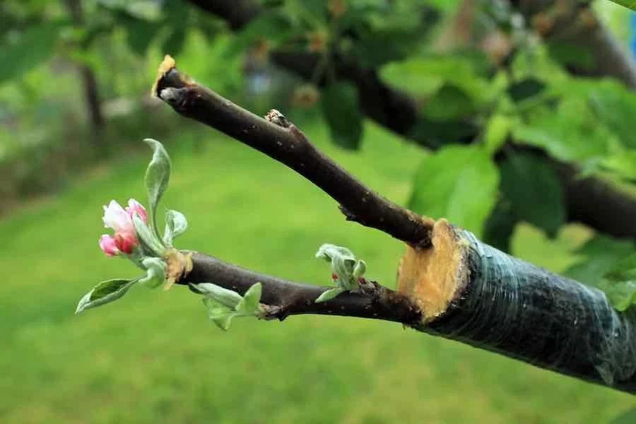 100+ European French Crab Apple Seeds (Malus sylvestris) Bonsai/Graft/Landscape