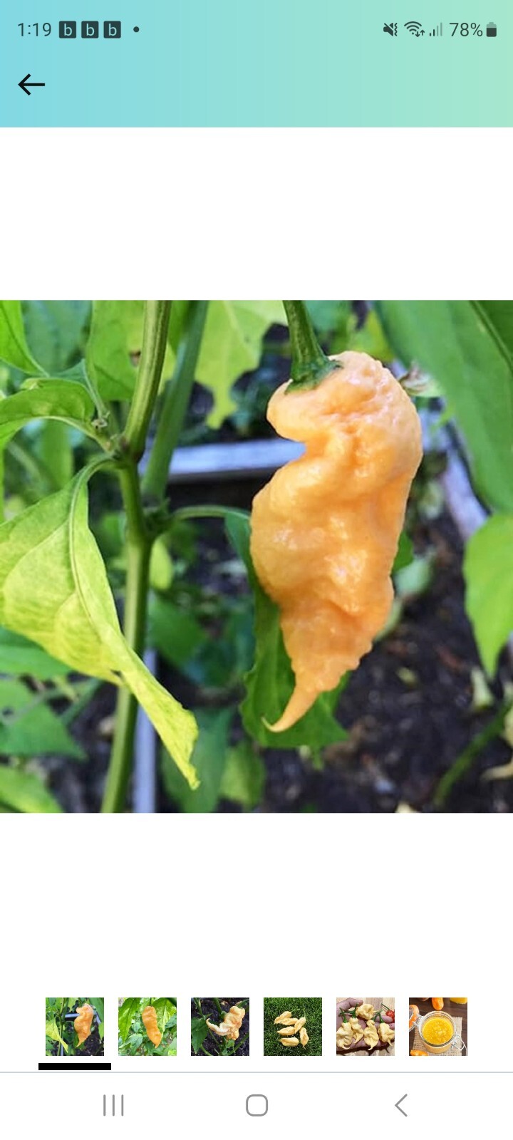 Ghost Pepper Peach Scorpion Pepper Seeds (10+ per pack)