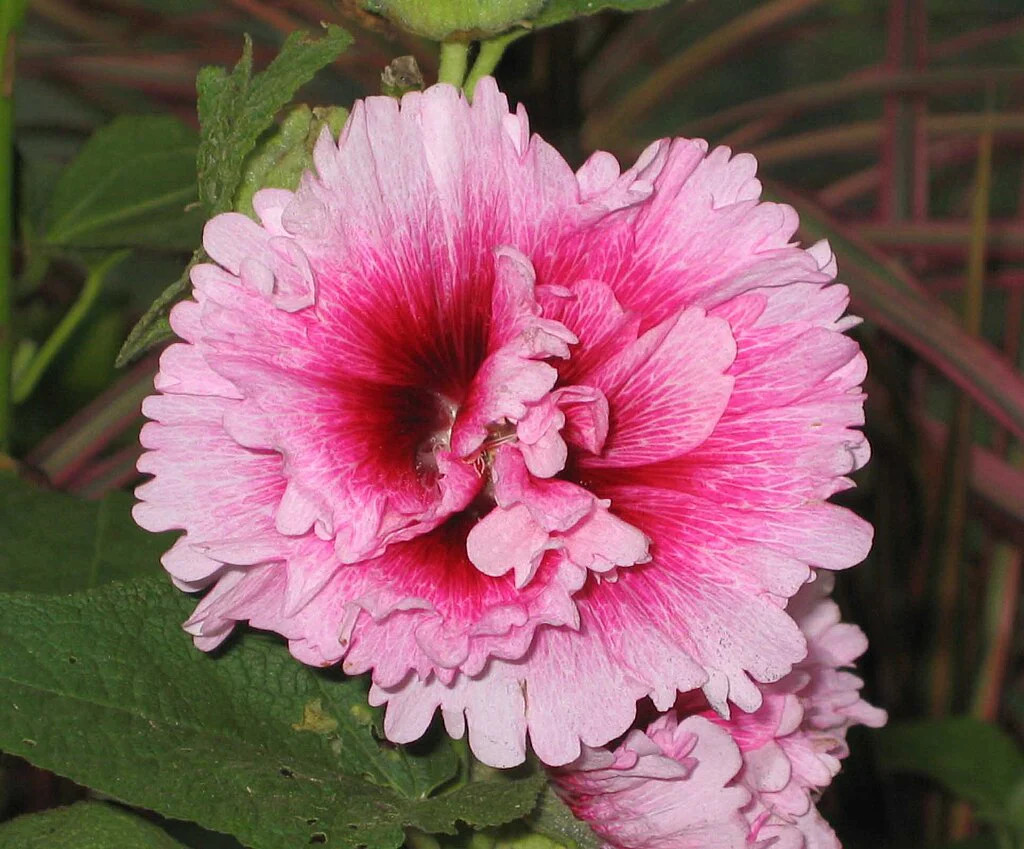 Summer Carnival Mix Hollyhock Seeds – For 2026 Planting USA Garden Flower Alcea