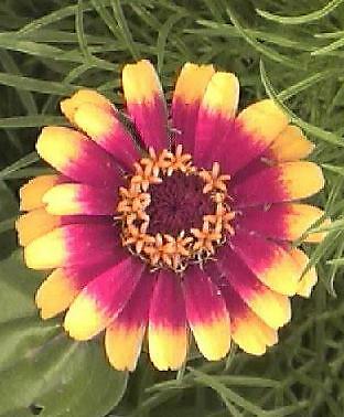 Zinnia Sombrero 500 seeds