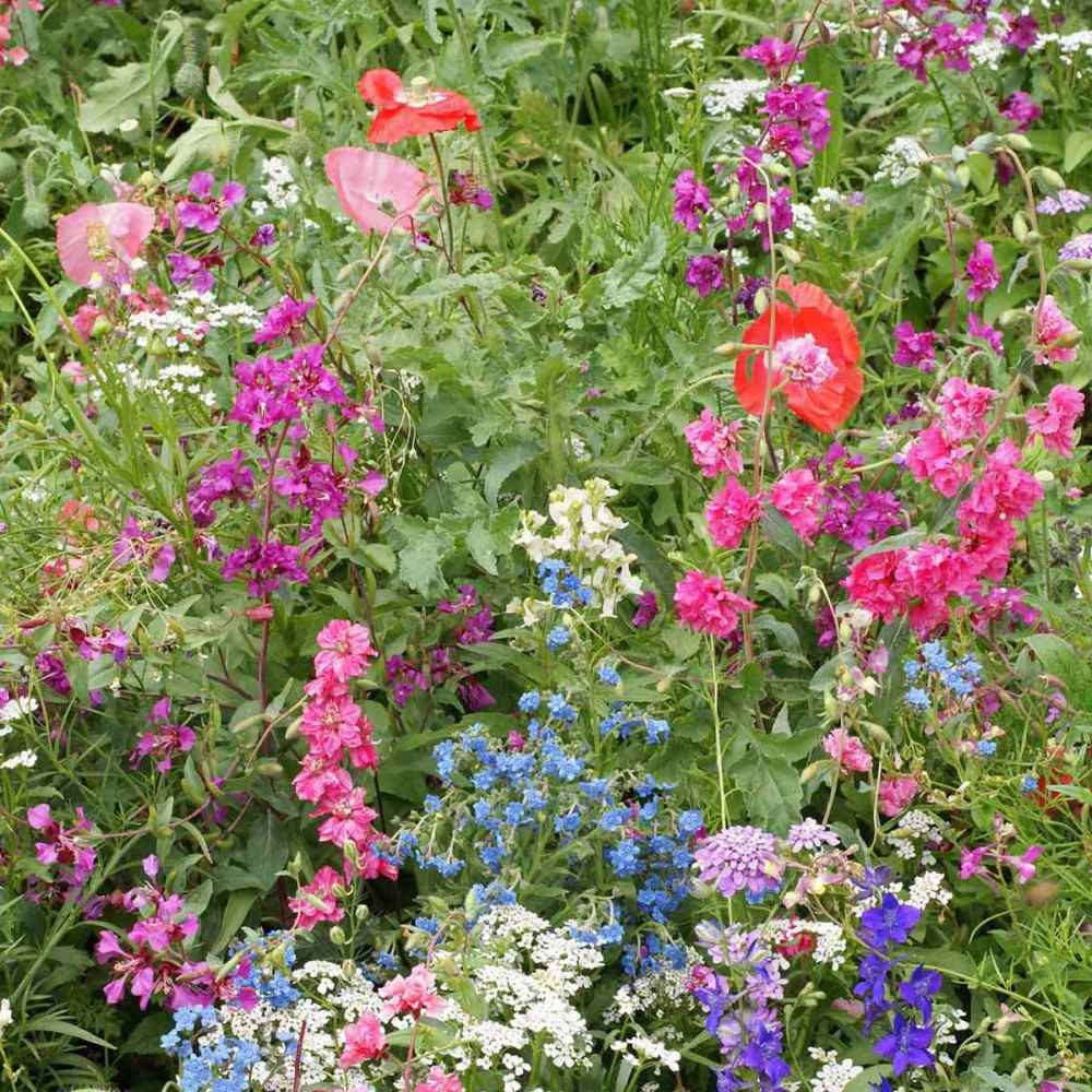 5 LBS Partial Shade Wild Flower Seed Mix For Planting Outdoors