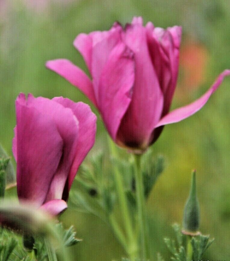 501+Purple Gleam CALIFORNIA POPPY Flower Seeds Native Wildflower Garden Easy
