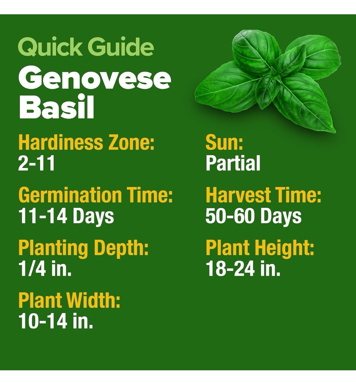 🎯Genovese Sweet Basil Seeds 100+ Italian Pesto Herb Garden Heirloom Non-GMO🇺🇸