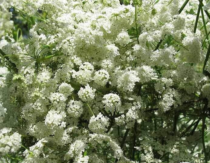Anise Seeds – Herbs – 500.mg