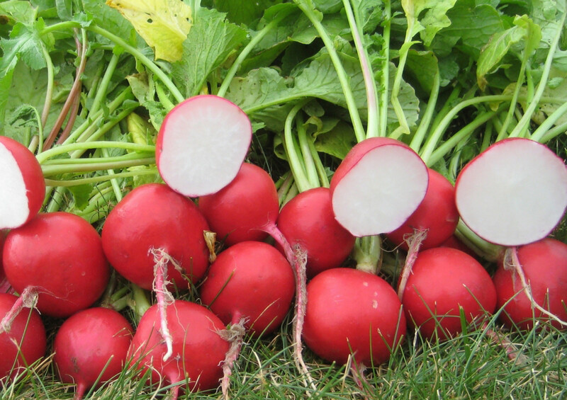 200+ Radish Seeds Cherry Belle Radish(Raphanus Sativus) Non-GMO Vegetable USA