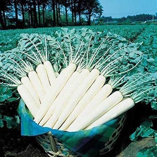 April Cross Hybrid F1 Radish Seeds (25 Seed )