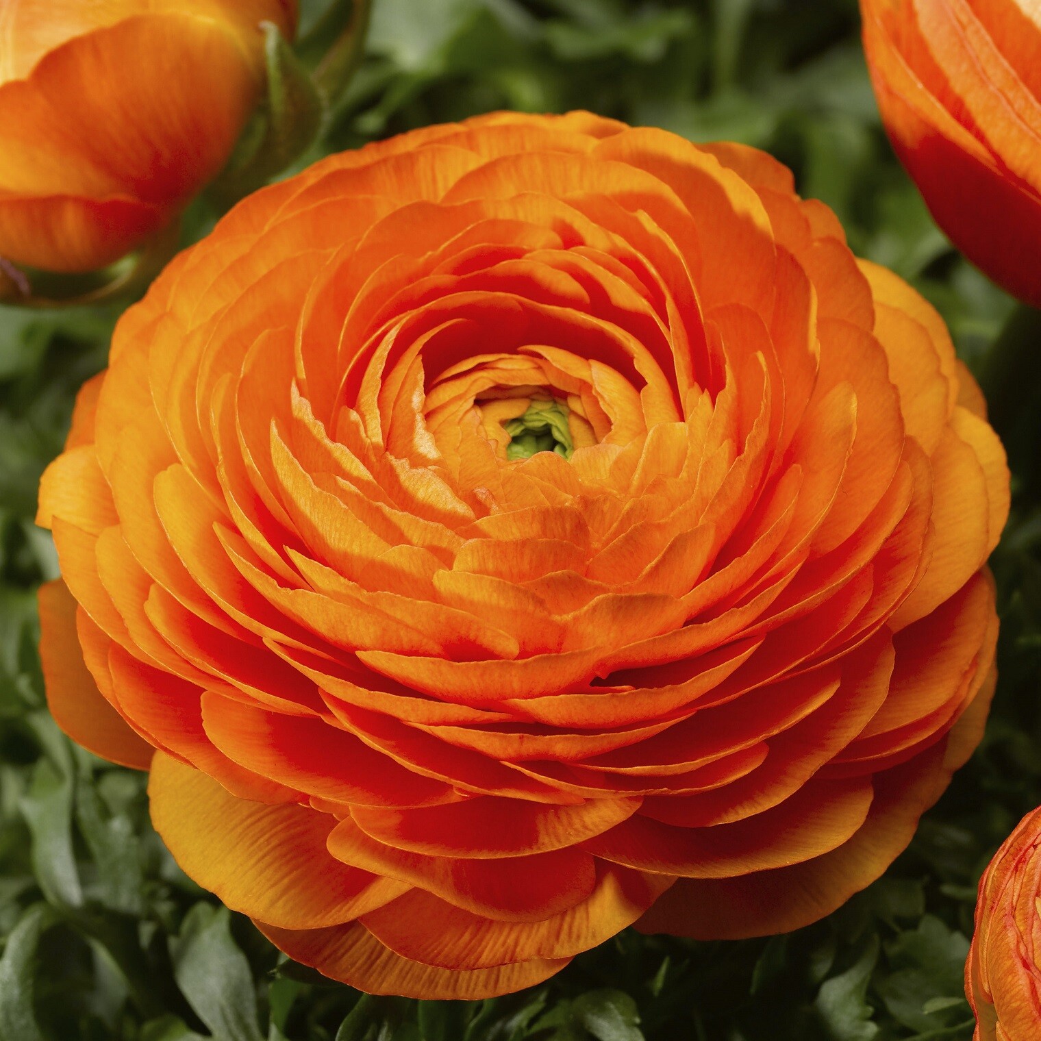 Ranunculus Seeds Mache Orange 25 Pelleted Seeds