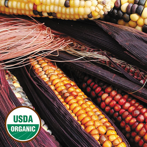 50 USDA Organic Seneca RED Stalker Indian Corn seeds USA heirloom Zea mays maize