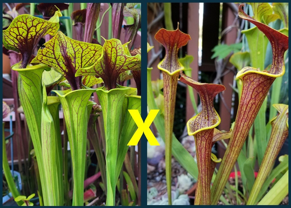 2025 SARRACENIA SEEDS: FLAVA ACID VIPER X WASP [CARNIVOROUS PLANT SEED]