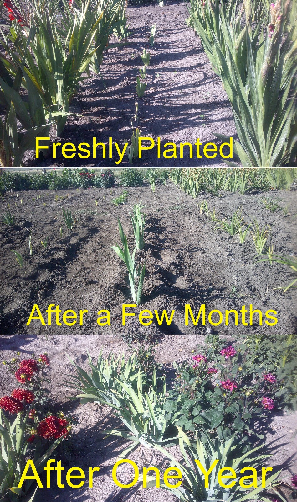 Tall Bearded Iris Reblooming Eggnog Freshly Dug 1 starter plant