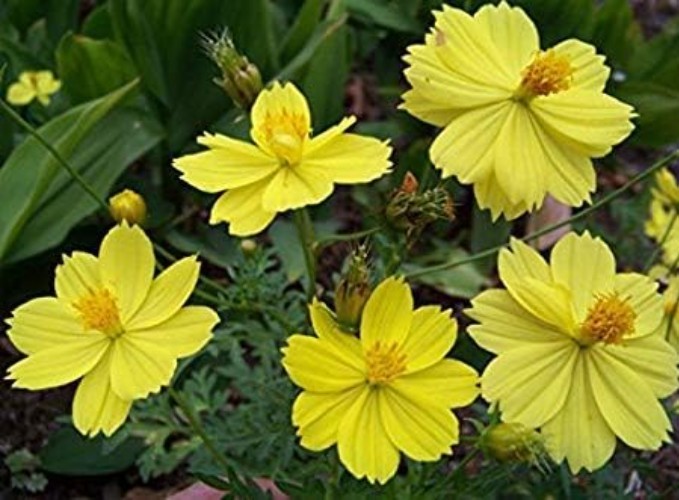 Lemon Yellow Sulphur Dwarf Cosmos Flower Seeds for Planting, 100+ Heirloom Se…