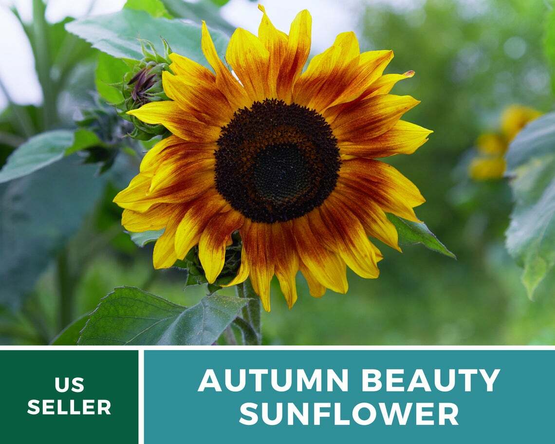 Sunflower, Autumn Beauty – 25 Seeds – Fall Colors – Medicinal/Culinary – NonGMO