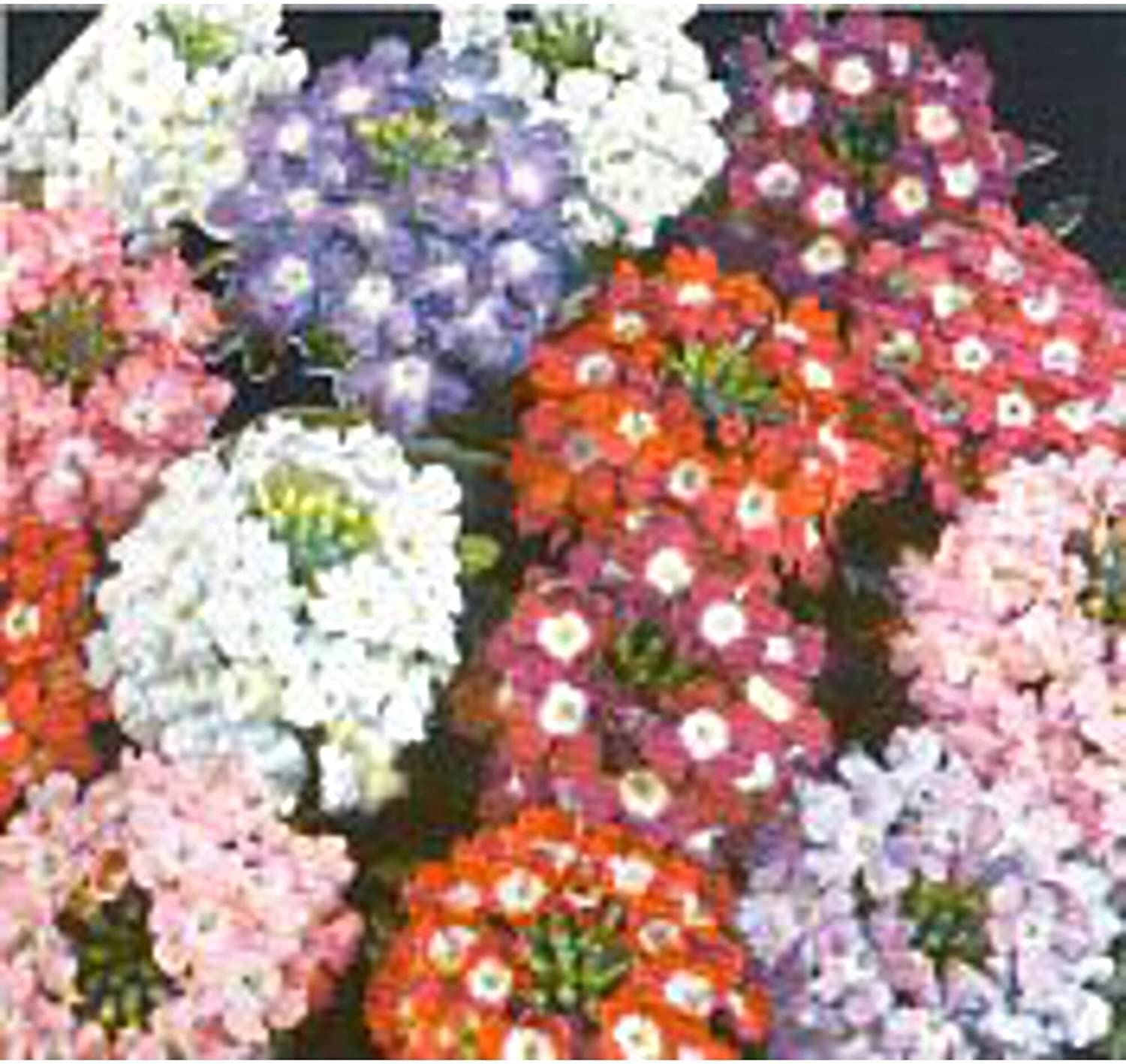 Verbena Flowers (Ideal Florist Mixed) Seeds (20+ Seeds) | Non GMO | Vegetable Fr