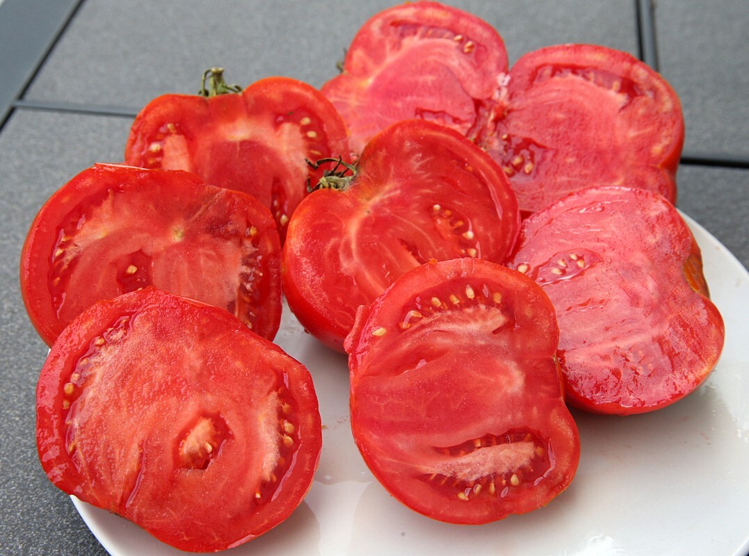30 Miracle of Siberian Land TOMATO Seeds