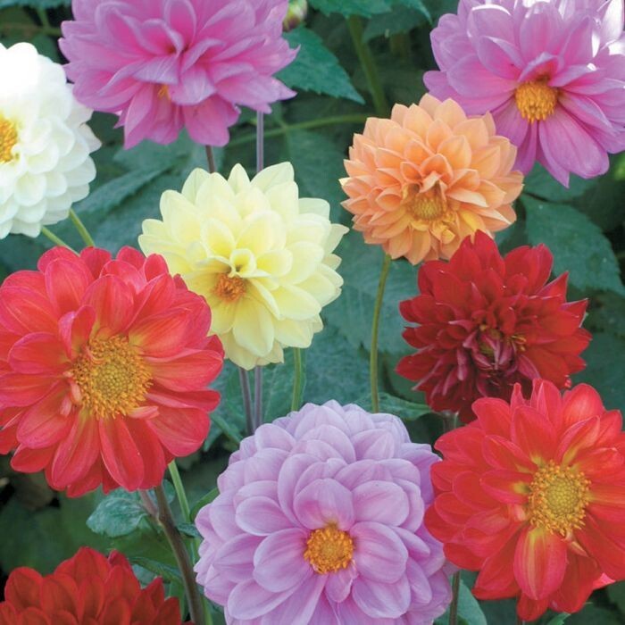 30 Giant Dahlia Showtime Mix seeds