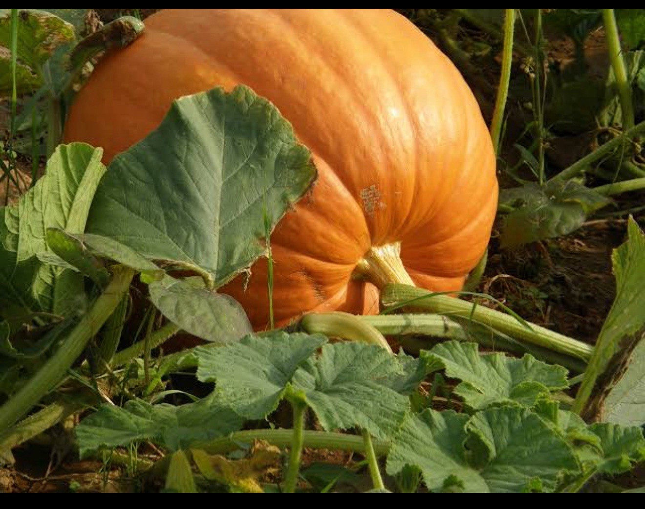 Pumpkin Connecticut Field Seeds, Traditional Pumpkin, Non-GMO, Free Shipping