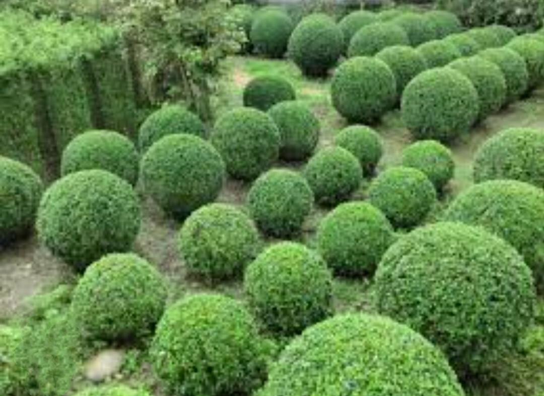 100 Seeds Privet Seeds – Ligustrum vulgare, Ligustrum Quihoui Carr, Ligustrum l