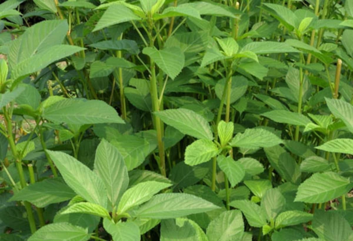Paat Shak Bangladeshi Jute Seeds ( 10 Grams ), Egyptian Spinach Edible Jute Leaf
