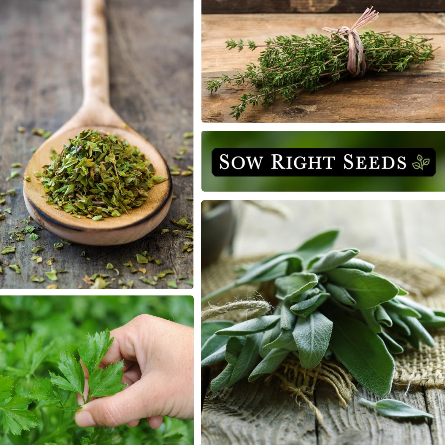Italian Herb Garden Seed Collection – Basil, Oregano, Parsley, Sage, Thyme