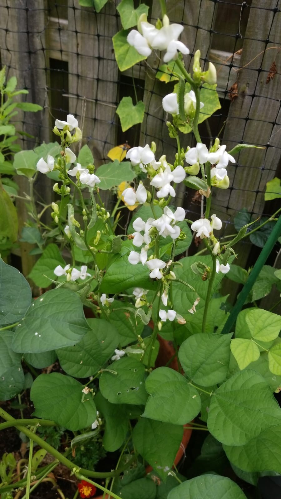 Hyacinth Bean Bush Type chedi Avarai Chettu Chikkudu 10 Seeds