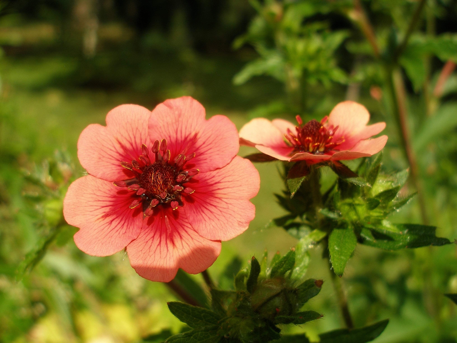 50 Nepal CINQUEFOIL / POTENTILLA Nepalensis Pink Red Flower Seeds *Comb S/H