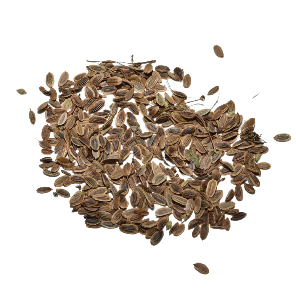 Dill Herb Seeds For Planting (Anethum graveolens)