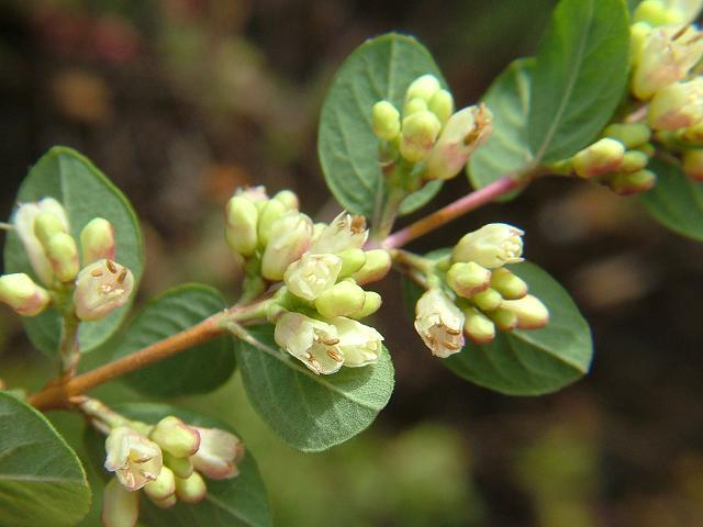 Coralberry, Symphoricarpos orbiculatus, Shrub Seeds (Hardy, Showy, Fall Color)
