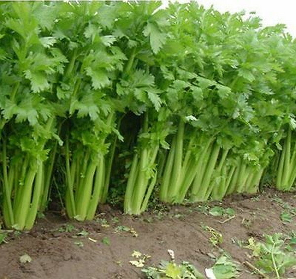 1000 Celery Seeds Tall Utah 52-70 Heirloom – Non-GMO – Always Fresh Seeds!