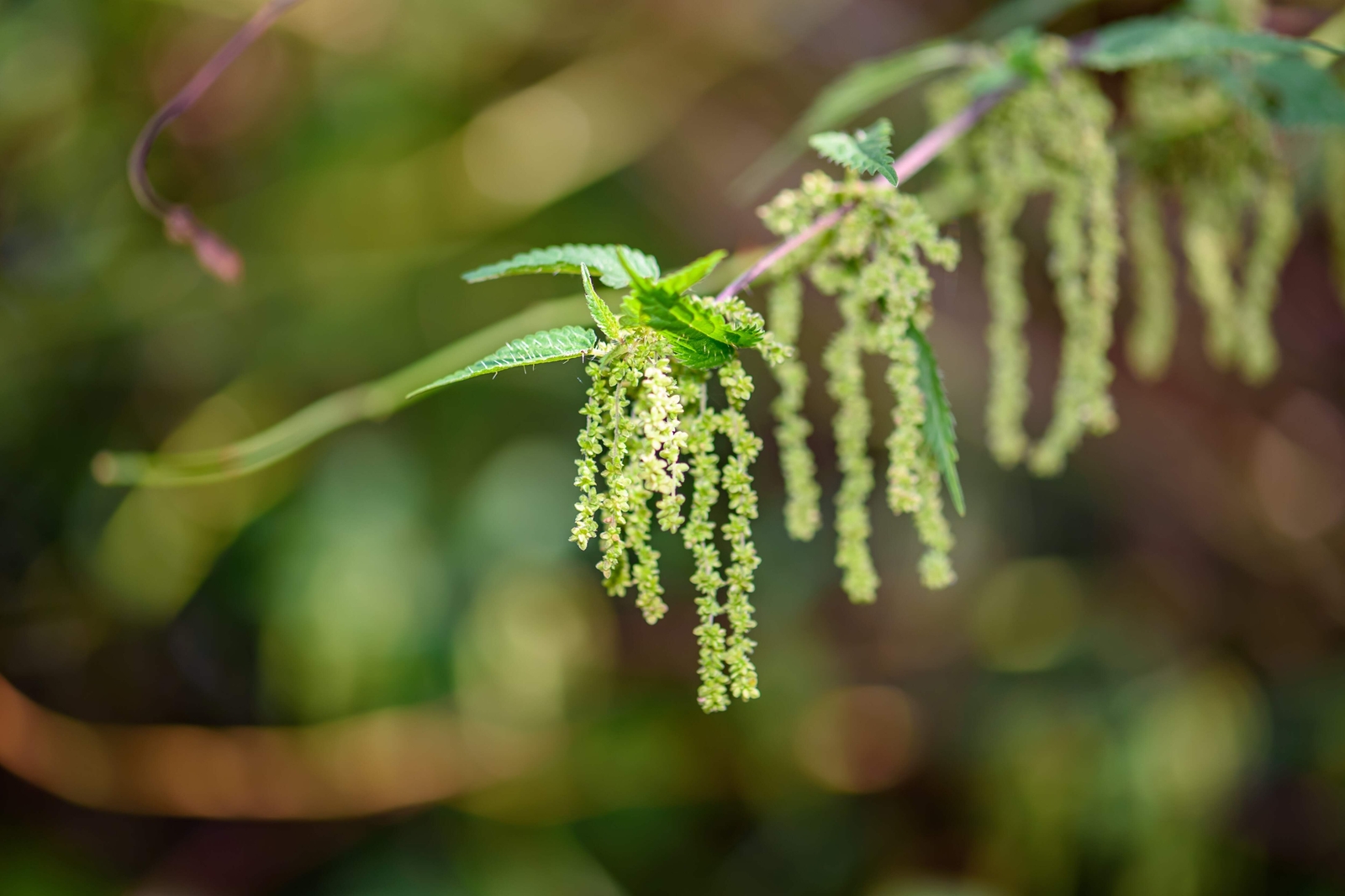 200 STINGING NETTLE Urtica Dioica (Common, California, Bull Nettle) Flower Seeds