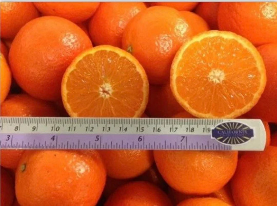 Page Mandarin Tree 24-36 inches tall, grafted, No Ship Az, Nv, Fl, La, Tx, Hi