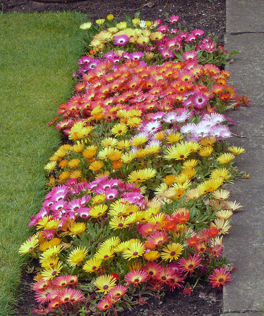 LIVINGSTON DAISY / ICE PLANT MIX * COLORFUL * BLOOMS CLOSE AT NIGHT & REOPEN DAY