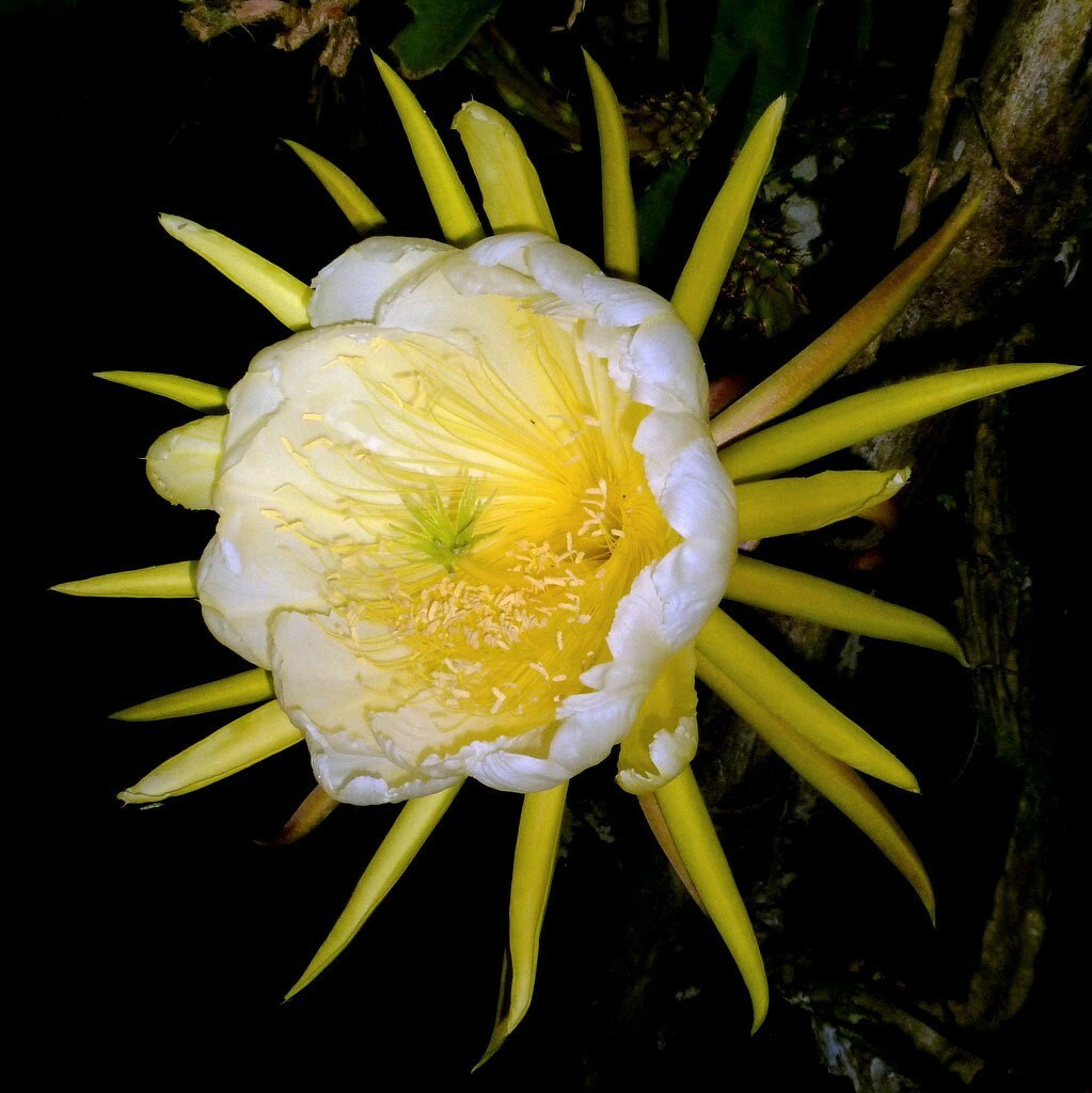 Hylocereus megalanthus | Yellow Dragon Fruit |Pitaya|Pitahaya Amarilla| 20_Seeds