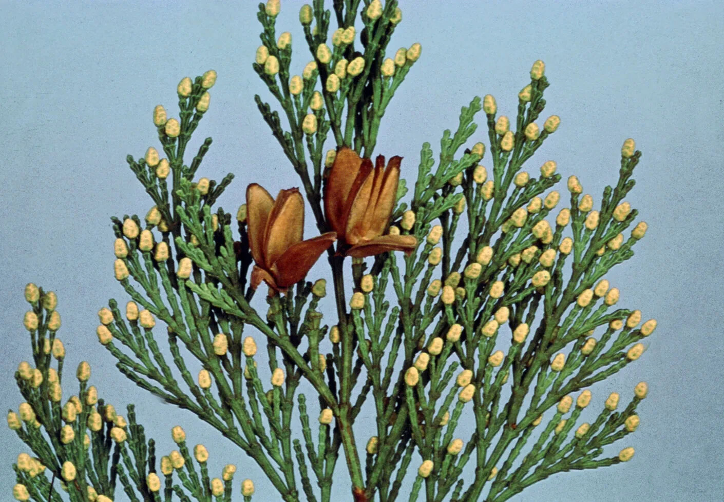 10 California Incense Cedar Seeds