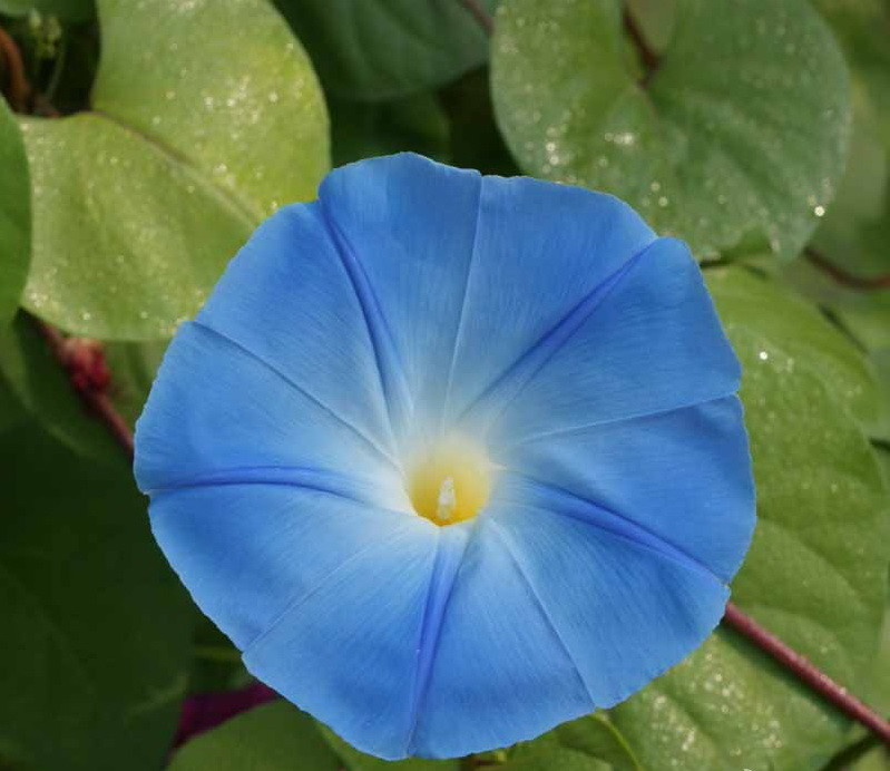 1oz Morning Glory Heavenly Blue Flower Seeds (800+ Seeds)