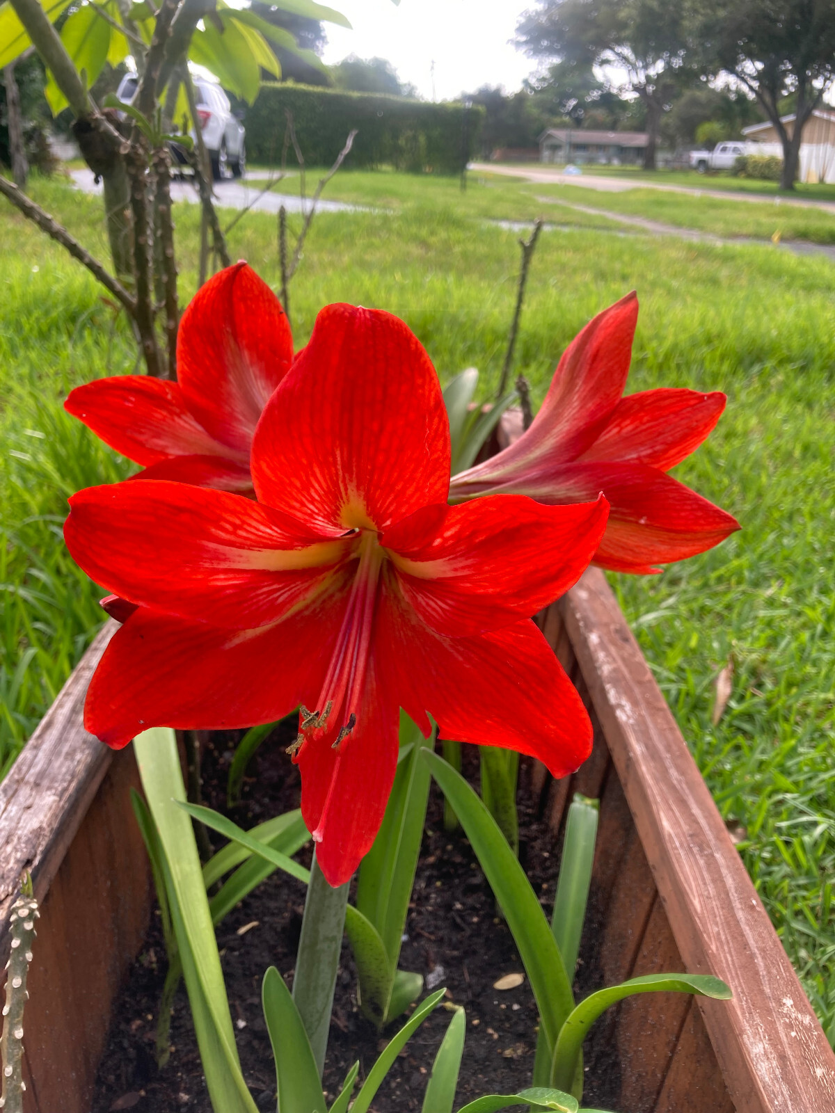 Two 1-2 inch Amaryllis bare root bulbs. Dug up immediately prior to shipping.