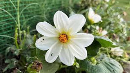 Dahlia variabilis | Mignon White | 10 Seeds