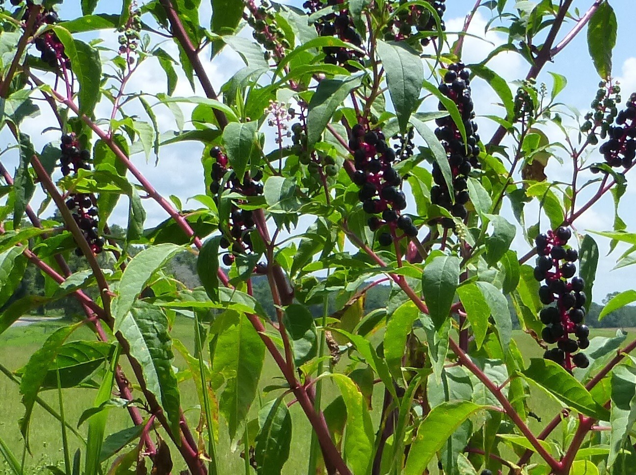 Pokeweed Seeds (Phytolacca americana) ✤ 50 Seeds