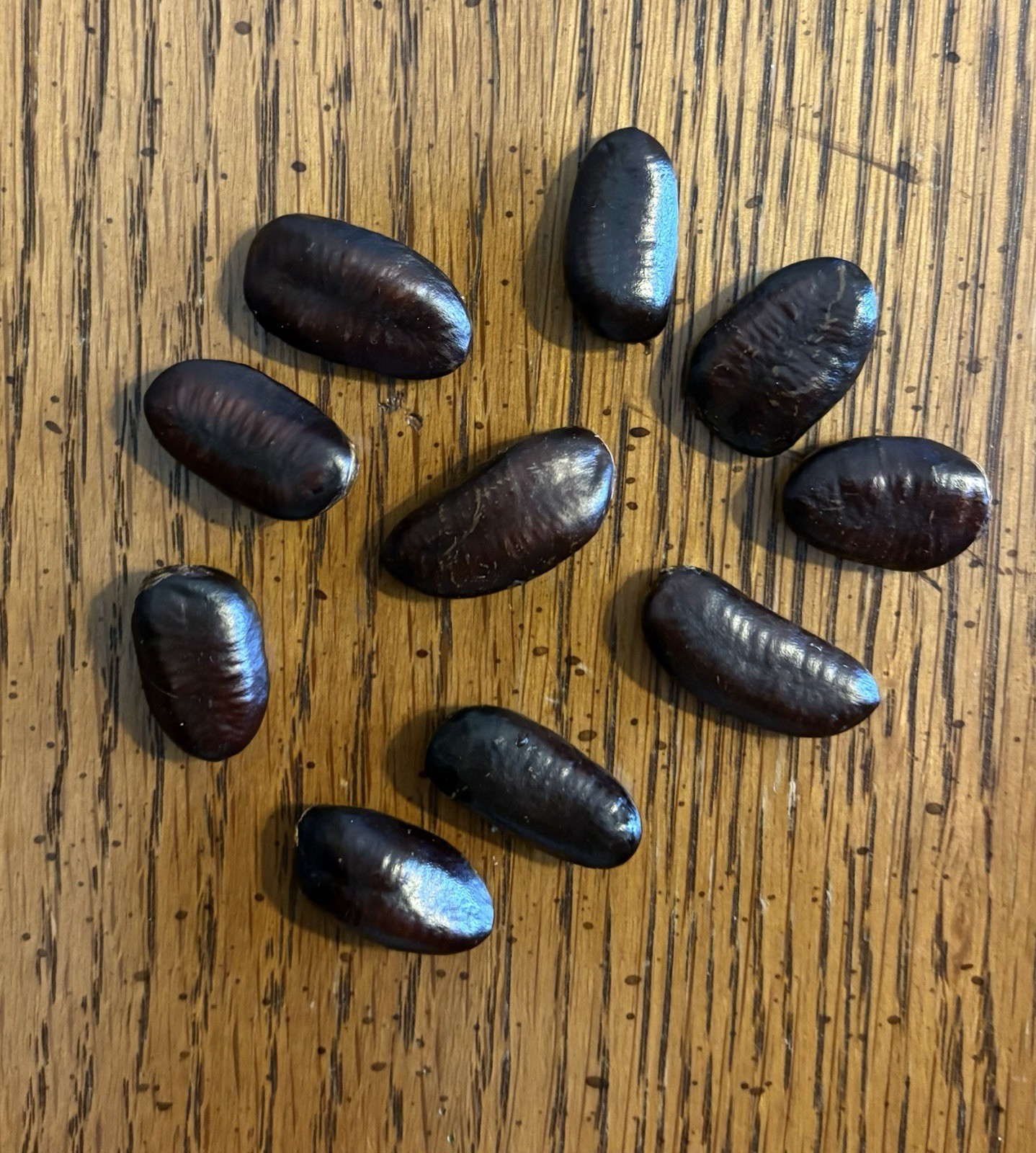 10 Stratified 2025 Wild Ohio Paw Paw Fruit Tree Seeds Asimina Biloba