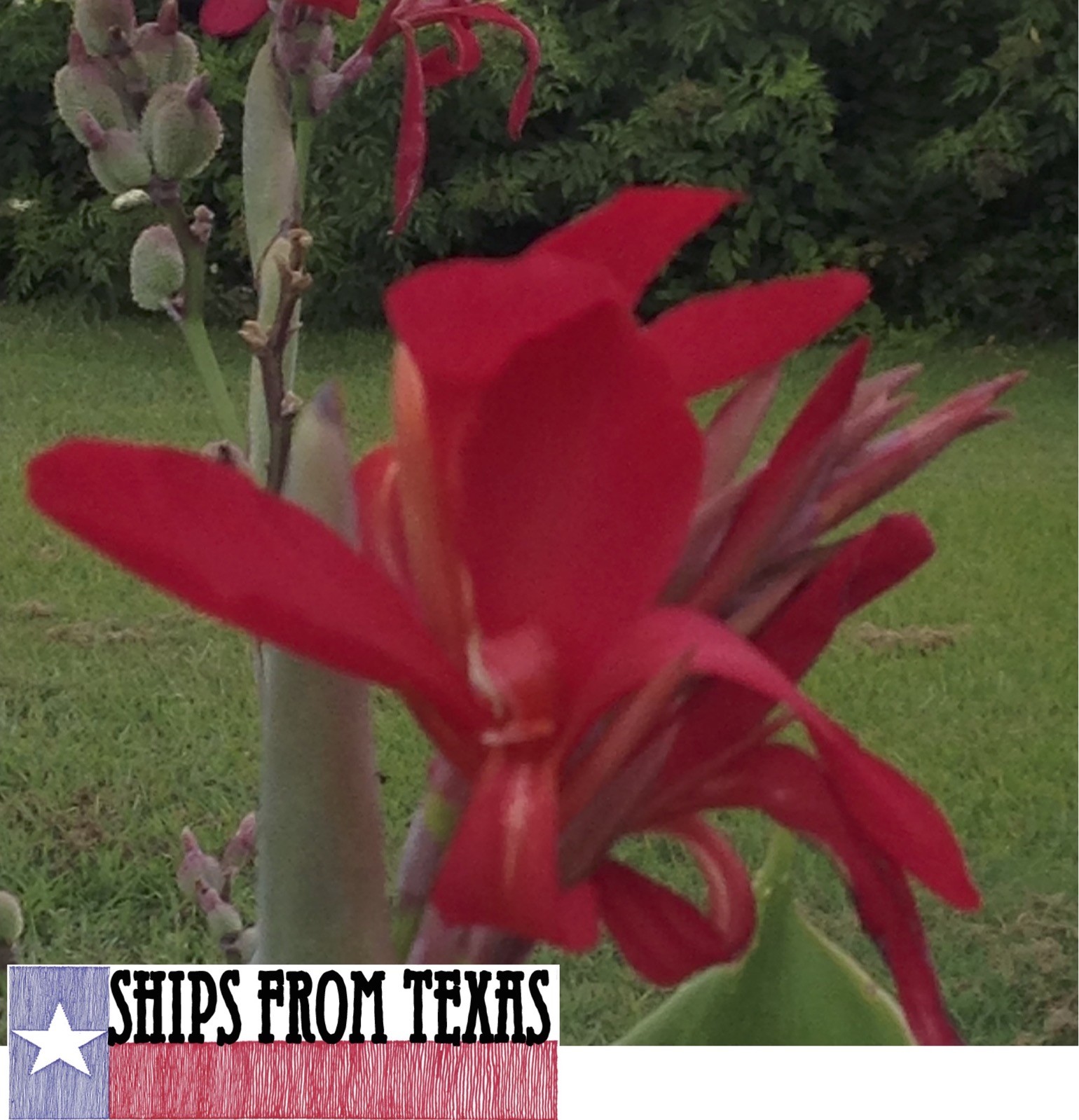 RED CANNA INDICA, INDIAN SHOT, BRILLIANT, VERY SHOWY, 100 FRESH HOMEGROWN SEEDS