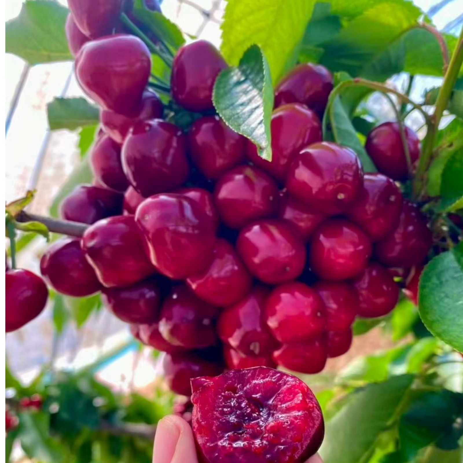 30 Cherry Tree Seeds – Juicy Red Fruit, Hardy Fruit Tree for Home Garden Plantin